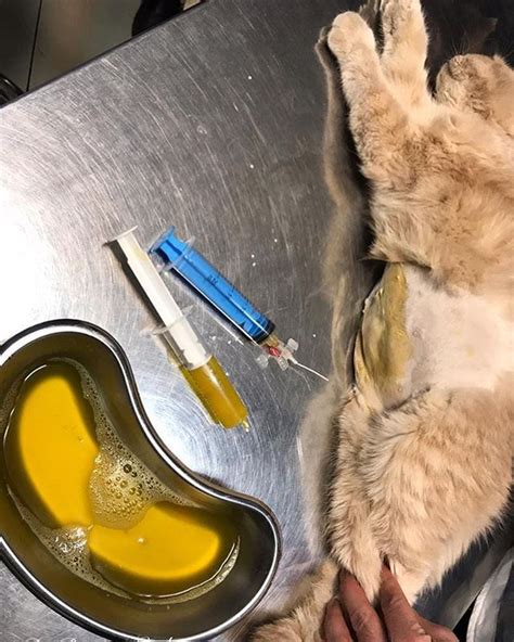 cat fip
