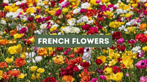 French Flowers (The Most Popular)