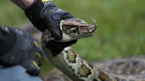 Image result for Catching Invasive Pythons