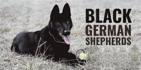 Black German Shepherds – Genetics, Prices & Breeders (FREE Guide)