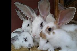 Image result for Small Cute Baby Bunnies