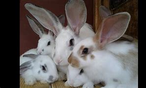 Image result for Really Cute Baby Bunny