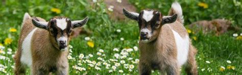 Small Ruminants: Wisdom For Weaning, Online event, Emory, Virginia, 22 ...