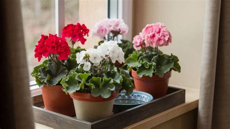 How to easily overwinter geraniums indoors during the winter - Bluenose ...
