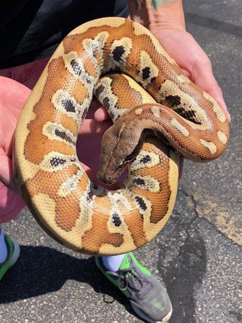 Image result for Normal Red Blood Python