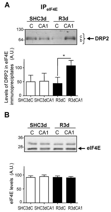 Dihydropyrimidinase-Related Protein 2 Is a New Partner in the Binding ...