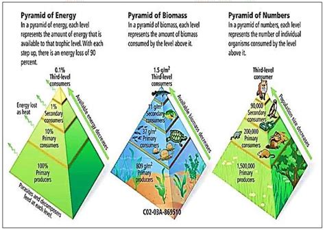 Creative Flight Journal: Human Accountability towards Ecosystem: An ...