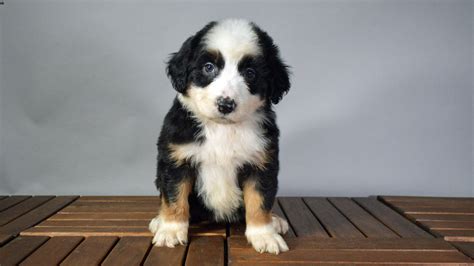 Bernese Mountain Poodle Mix Puppies