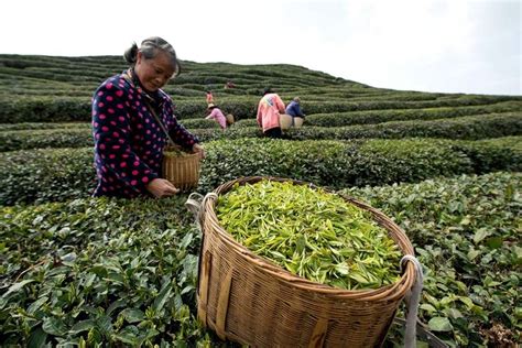 2022年开化春茶陆续开采