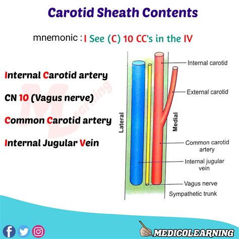 Branches of External Carotid Artery Mnemonic – MedicoLearning