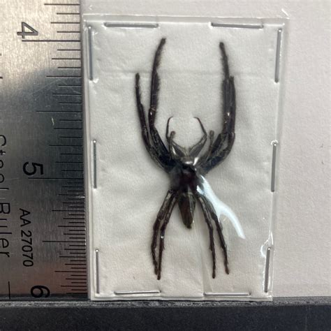 Spider, Hyllus giganteus, Largest Jumping Spider - nātür showroom ...