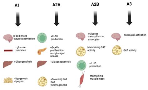 The Role of Adenosine Signaling in Obesity-Driven Type 2 Diabetes ...