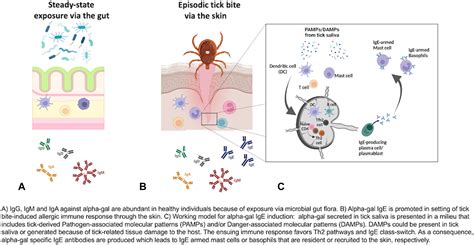 Alpha-gal syndrome: A review for the dermatologist - Journal of the American Academy of Dermatology