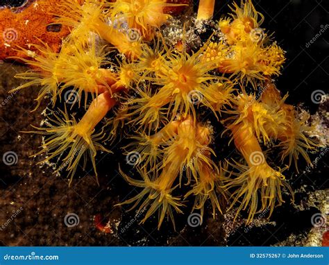 Orange cup corals at night stock image. Image of night - 32575267