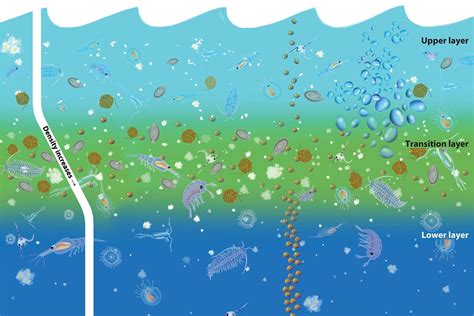 Ocean Stratification