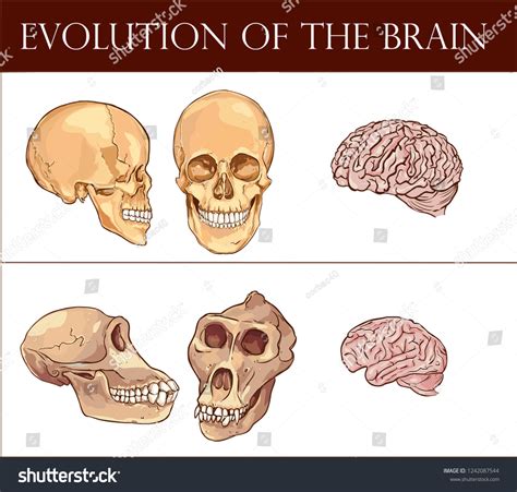 Image result for Forebrain Evolution