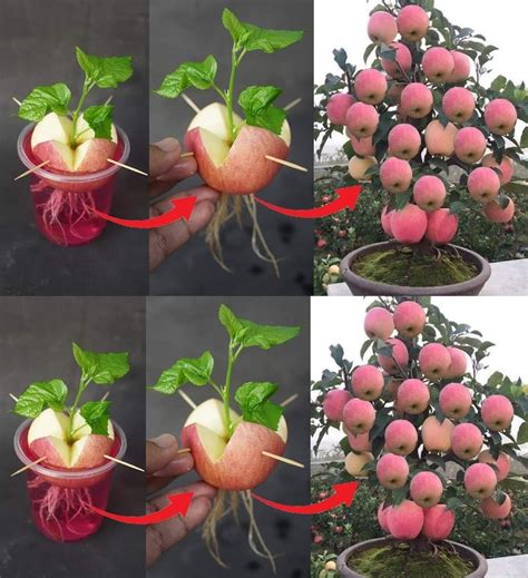 Pin by Marije Barron on huerto-jardin | Edible garden, Home vegetable ...