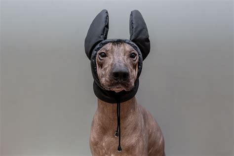 Are Dog Ears Supposed To Be Warm