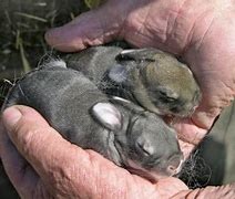 Image result for Wild Baby Bunny Rabbit Care