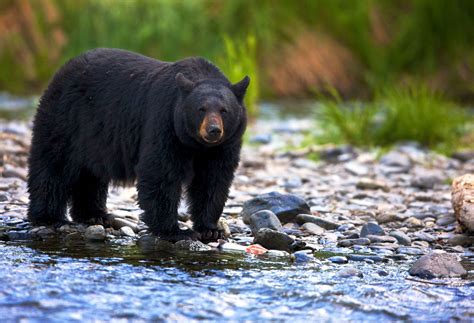 Black bear | Size, Weight, Habitat, Diet, & Facts | Britannica