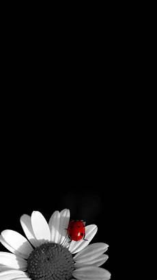 Iphone 8 Wallpaper Hd Black by 30 Hd Black Iphone Wallpapers Iphone 8 Wallpaper Hd Black