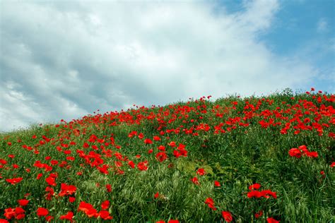 Wallpapers.com 的图像结果