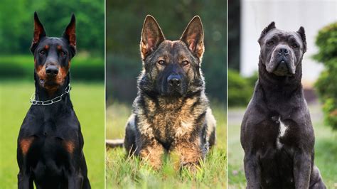 9 Most Wanted Guard Dog Breeds In The World - Avesei.com