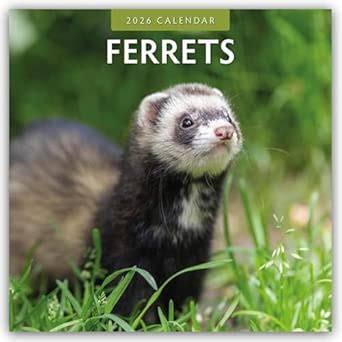 Buy Ferrets 2026 Square Wall Calendar Book Online at Low Prices in ...