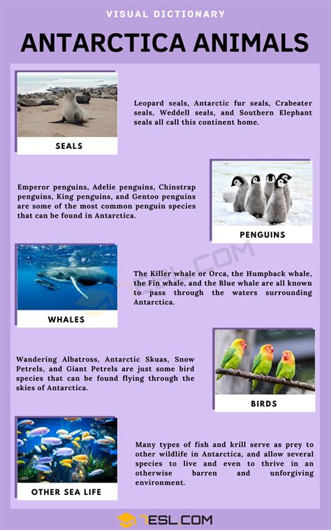 Antarctica Animals Vocabulary: Names, Facts & Pronunciation Guide • 7ESL