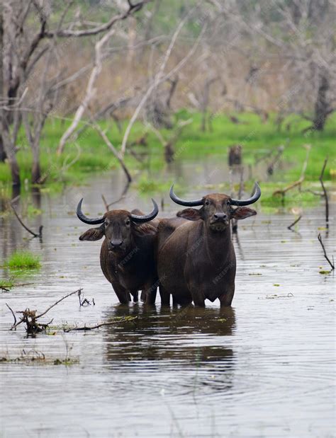 Wild Water Buffalo