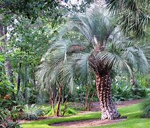 Image result for 30 Gallon Pindo Palm Tree