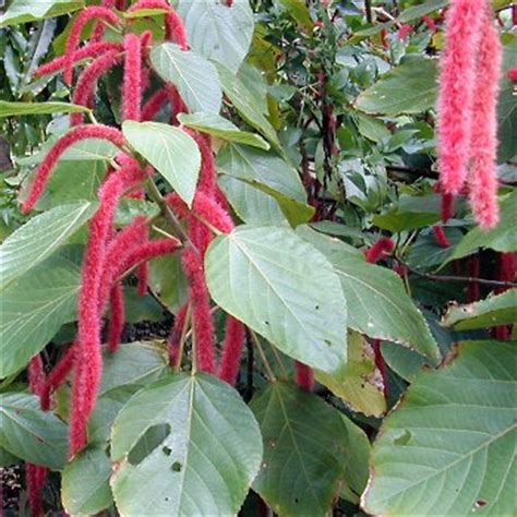 Akalifa (mačji rep) – Acalypha – Cvijeće & priroda