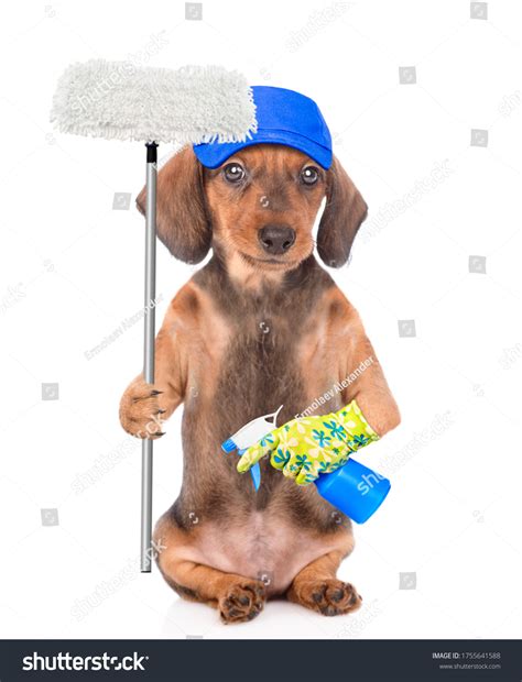 Funny Dogs Clean 的图像结果