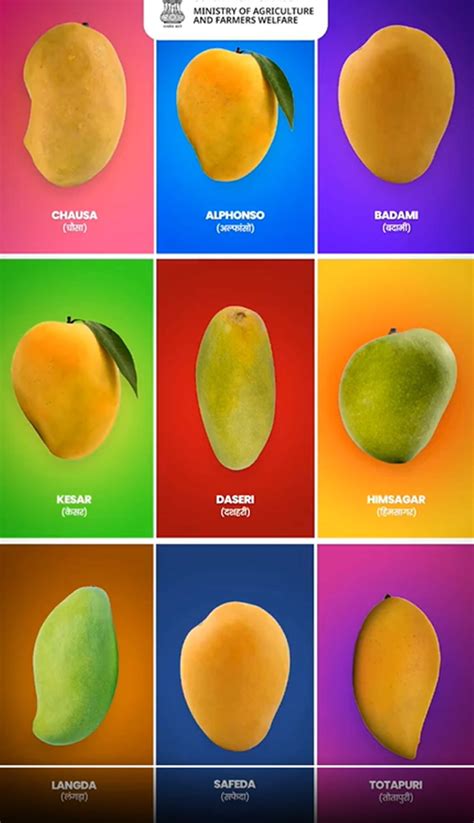 Image result for Mango Types Mango Varieties