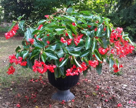 Garden on Hastings: Begonias, an Excellent Choice for Sun or Shade!