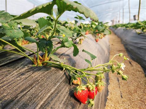盆栽草莓冬天在家怎么养 —【发财农业网】