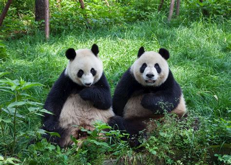 Visit Chengdu on a trip to China | Audley Travel