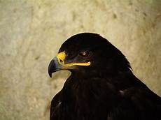 iphone black eagle wallpaper hd black eagle wallpapers backgrounds iphone black eagle wallpaper hd black eagle wallpapers backgrounds