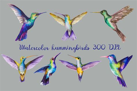 Hummingbird Drawing Clip Art