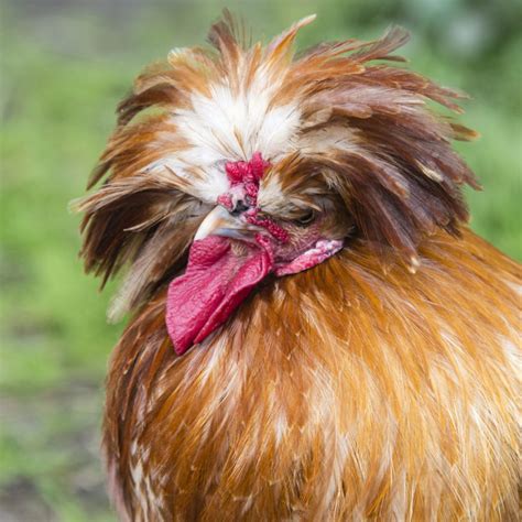 Polish Chickens - Polish Chicken Facts | ChickenCoopGuides.com
