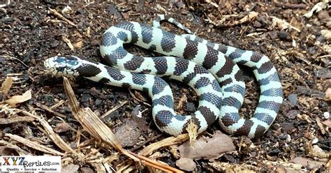 Image result for Python 3D Man