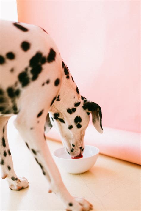 Can Dogs Eat Mashed Potatoes？ - Dogsintl