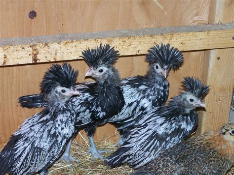 Sherry's Crazy Menagerie: Silver Laced Polish Flock