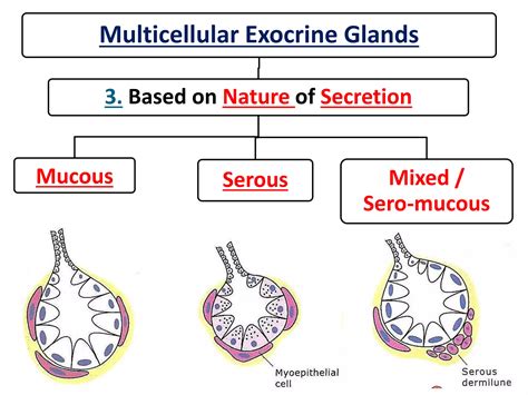 Glands histology | PPTX