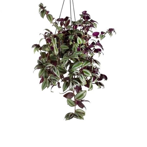 Buy Zebrina Pendula Plant Online In Delhi NCR - Plants Nursery