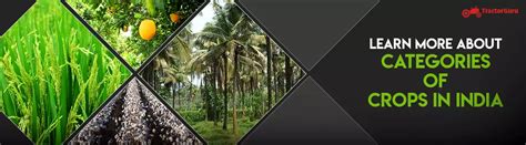 Know More About Categories of Crops in India