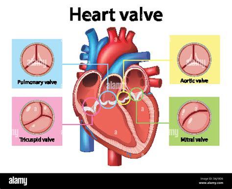 Colorful vector illustration of heart valves with labels. Includes aortic, mitral, pulmonary ...