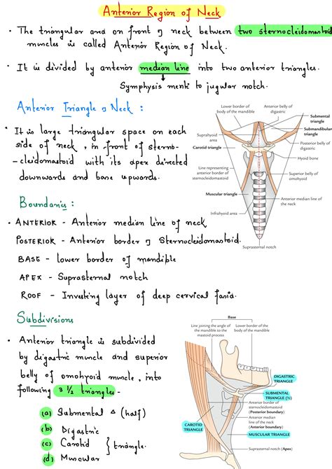 Posterior Triangle Of Neck - borders of posterior triangle of neck