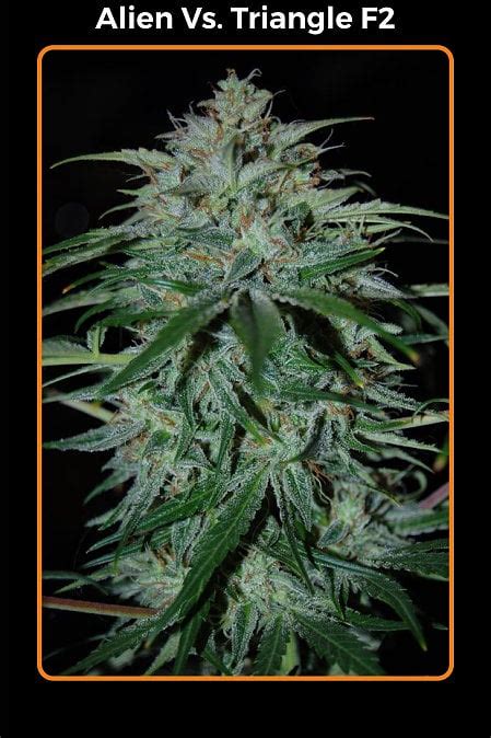 Image result for Alien vs Triangle Strain