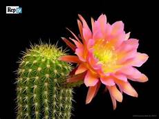 ca fiore meraviglia della natura come sbocciano i fiori cactus ca fiore meraviglia della natura come sbocciano i fiori cactus